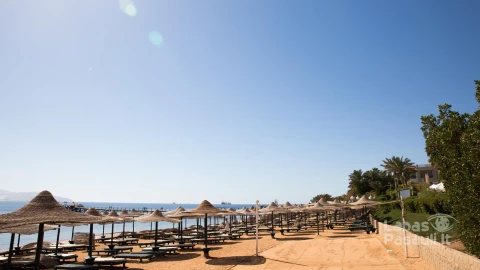sunny-resort-beach-with-palm-tree-coast-shore-red-sea