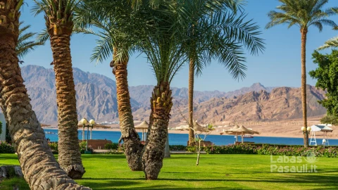 resort-garden-with-vivid-green-grass-palm-trees-beach-umbrellas-mountains-background-dahab-egypt