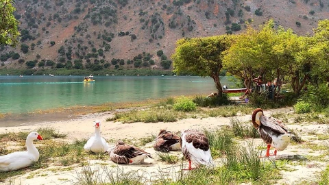 geese-lake-kournas-crete-greece-mnf74