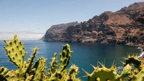 thorny-cactuses-with-cliffs-background