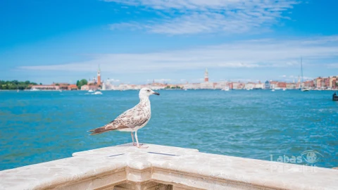 closeup-shot-white-bird-sitting-marble-fence-venice-italy-min