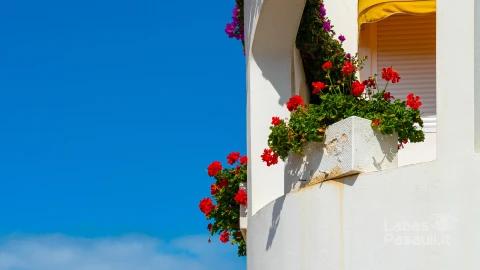 white-balcony-with-red-flowers-against-bright-blue-sky-puerto-de-la-cruz-tenerife-spain-min