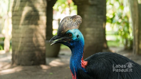 bali-bird-park-sanur-min