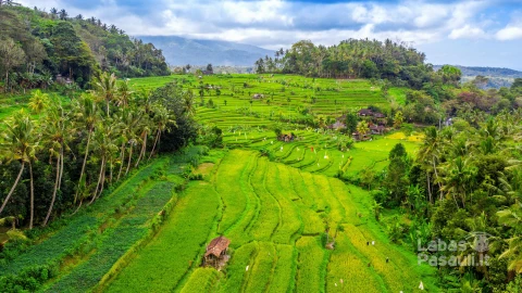aerial-view-terraced-rice-fields-bali-indonesia-min