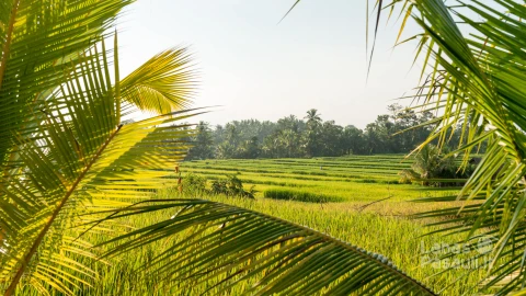 rice-field-bali-min