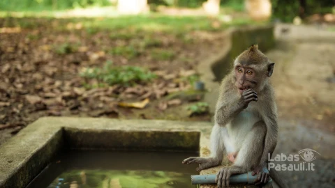 monkeys-ubud-bali-min
