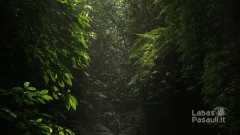 jungle-bali-indonesia (1)