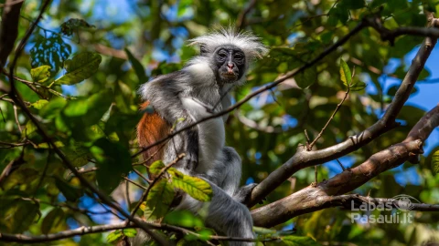 grey-brown-baby-colobine-sitting-tree-branch-jungle-min