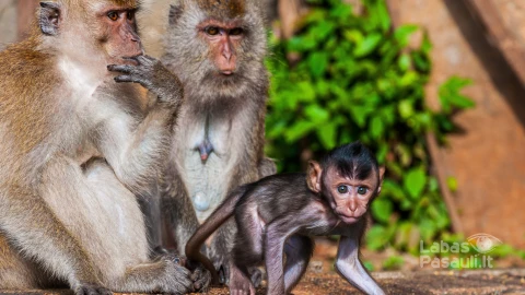 beautiful-shot-monkey-family-with-mother-father-baby-monkeys-min