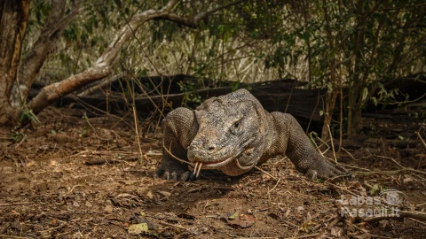 komodo-dragon-beautiful-nature-habitat-famous-island-indonesia-min