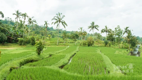 rice-paddies-min