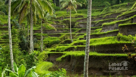 rice-fields-ubud-bali-min