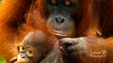Travel-Indonesia-With-Kids-Tanjung-Puting