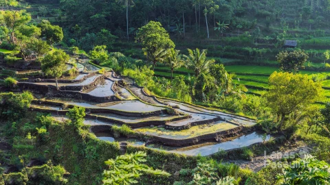 green-cascade-rice-field-plantation-bali-indonesia-min (1)